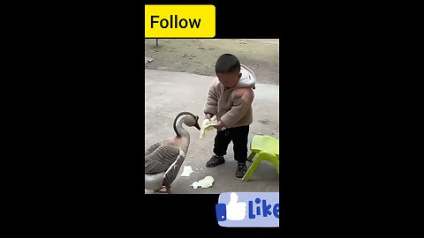 funny videos