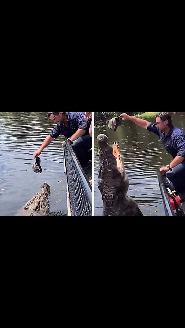 Man captures jaw-dropping footage of the largest crocodile