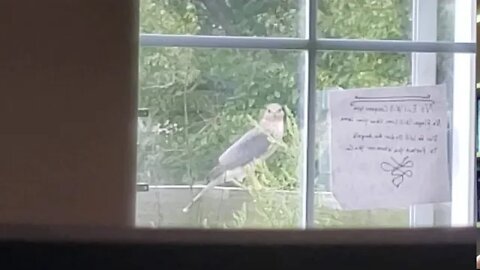 Coopers Hawk came too visit me!