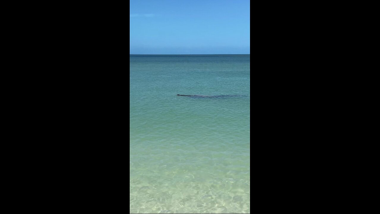 Livestream Highlight | Manatee