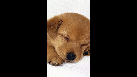 Cute & Funny Animal compilation...So Cute