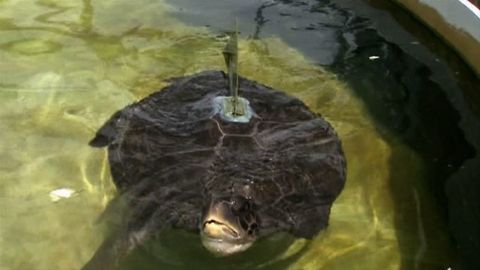 Injured Turtle Gets Designer Fin