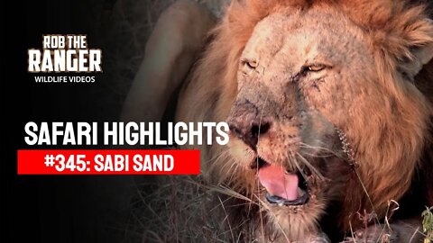 Safari Highlights #345: 26 - 29 May 2015 | Sabi Sand Nature Reserve | Latest Wildlife Sightings