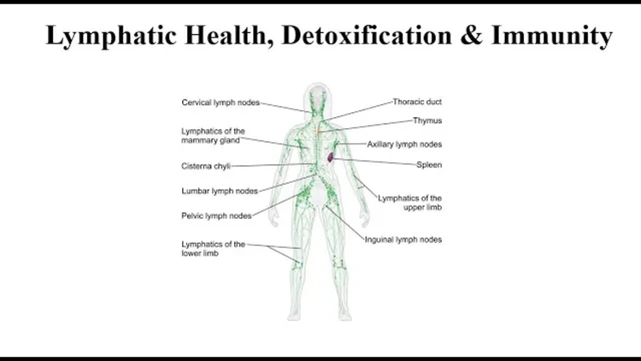 Lymph System Supplements - Health, Detoxification & Immunity