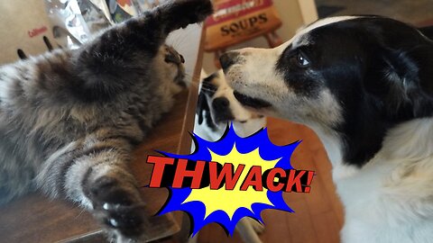 CATS Do Not Have BOUNDARIES They Own Me & The Dogs 🤣