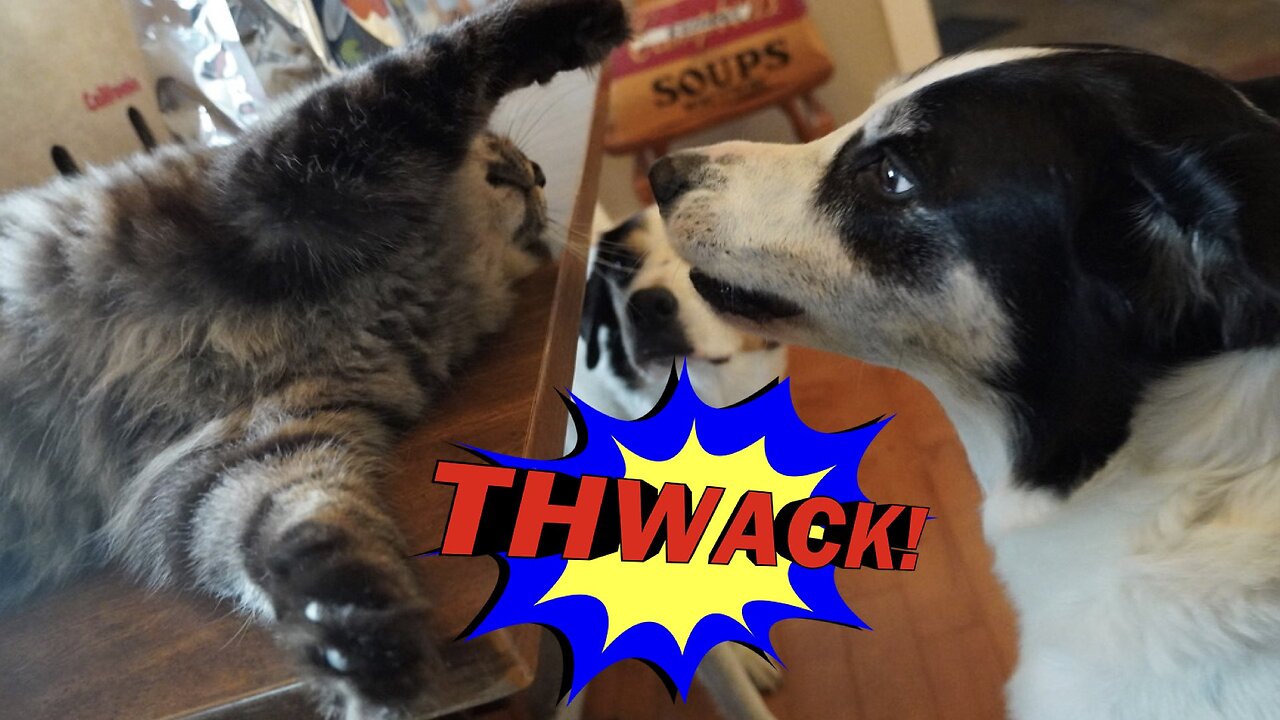CATS Do Not Have BOUNDARIES They Own Me & The Dogs 🤣