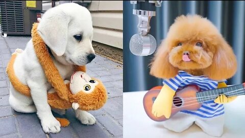 Baby Dogs 😻 Cute and Funny Dog Videos Complications #rumble