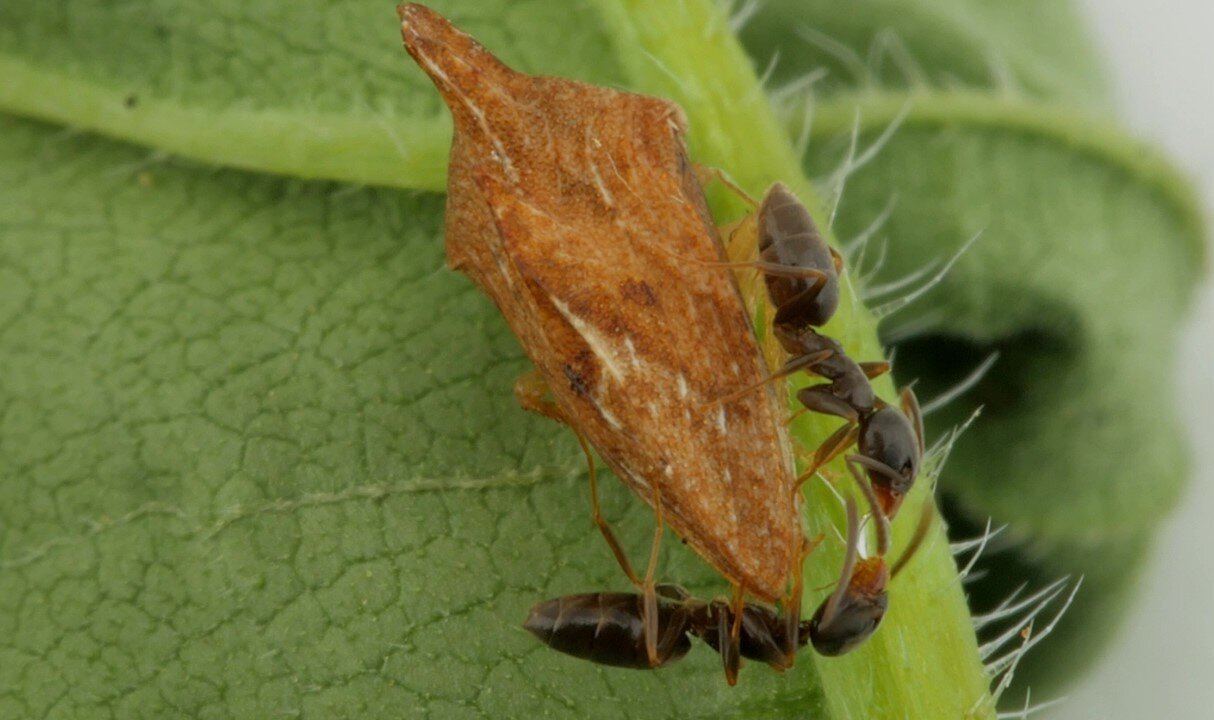 Tiny Ants Eat Honeydew From Keeled Treehopper (Entylia carinata)