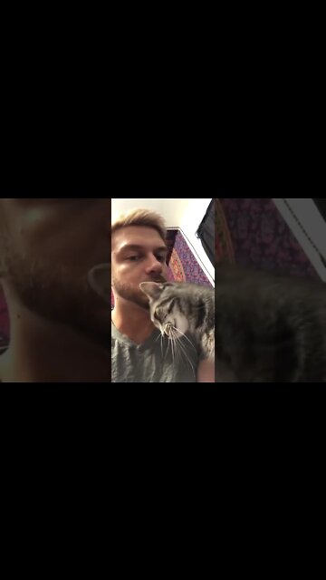 Headbutt from a little kitty