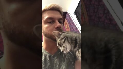 Headbutt from a little kitty