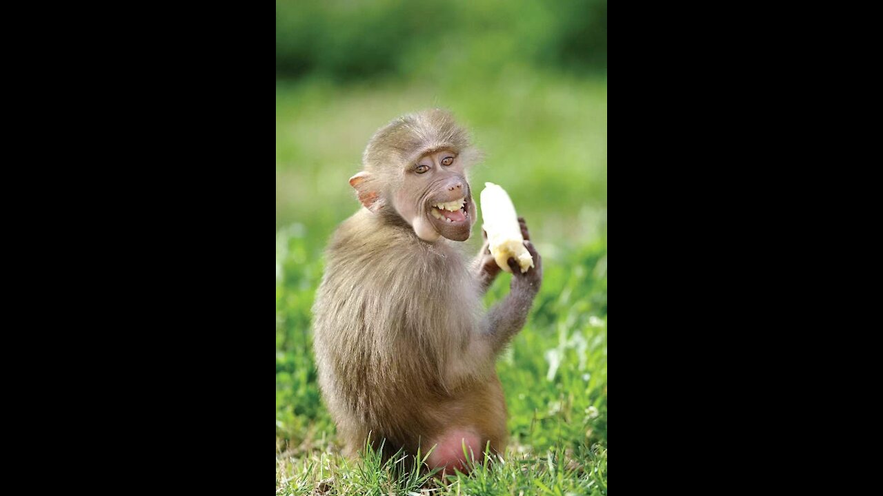 Monkey Funny