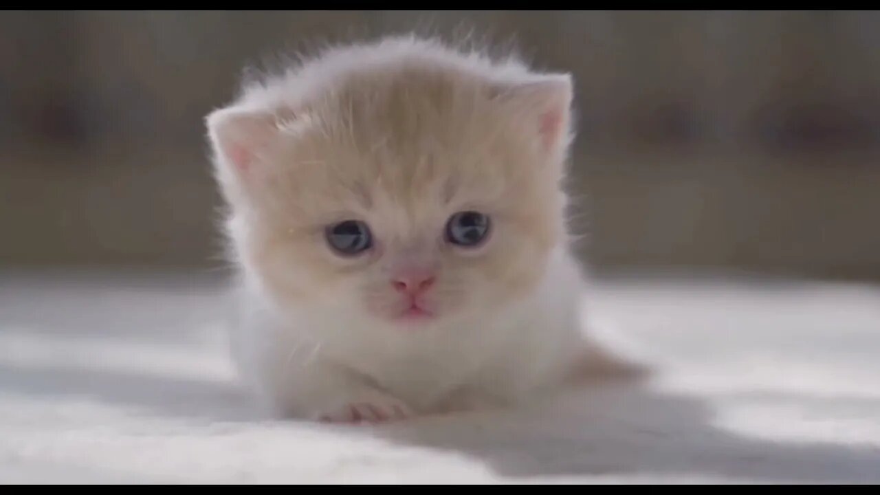 🐱Cutest Cats🐱（cat with ？）Videos Compilation#074