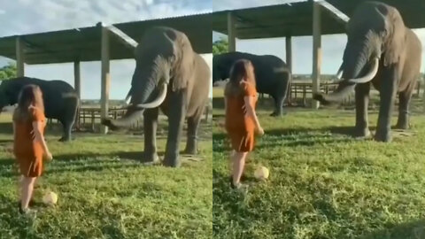 Elephant playing football with cute girl