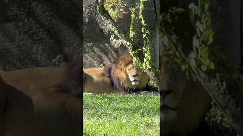 Lion 🦁 and lionesses resting