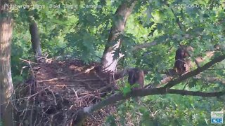 Hays Eagles H12 walks on to the lower branch 2020 06 03 727am