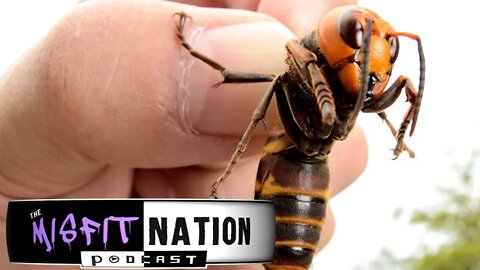 Japanese "Murder" Hornets Land in the USA