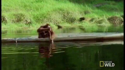 Orangutan rowing a boat