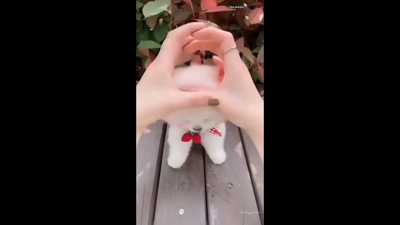 Top 10 cutest dogs in the world