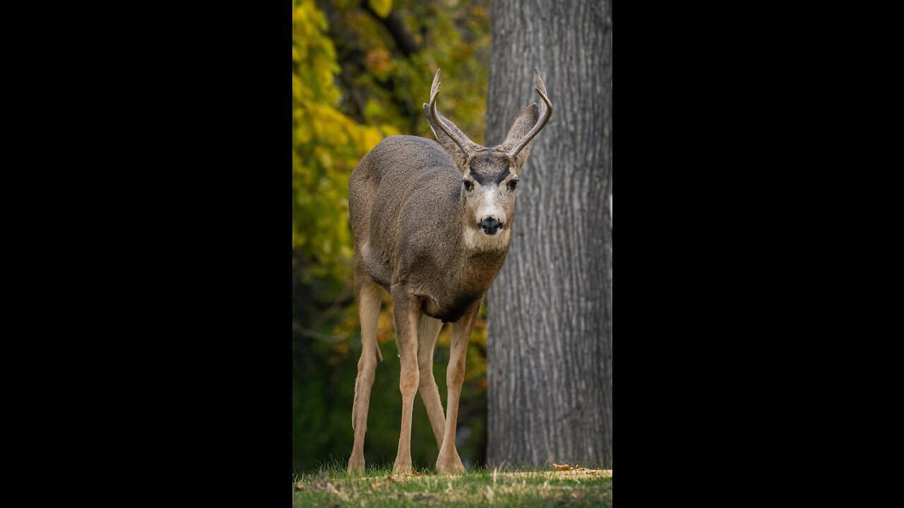 1st Mule deer stalk with the new DKOI.