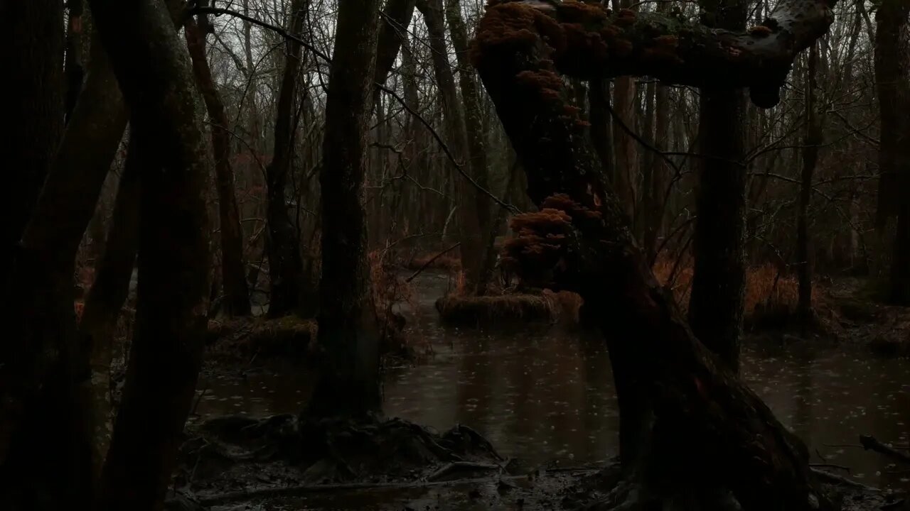 Som de Chuva para Relaxar e Dormir - Chuva na Natureza