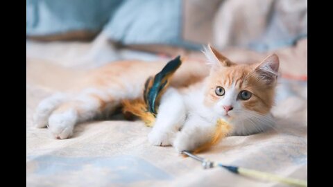 Cute cat