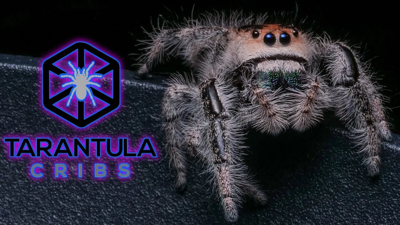 I Made a JUMPING SPIDER Commercial for Tarantula Cribs!