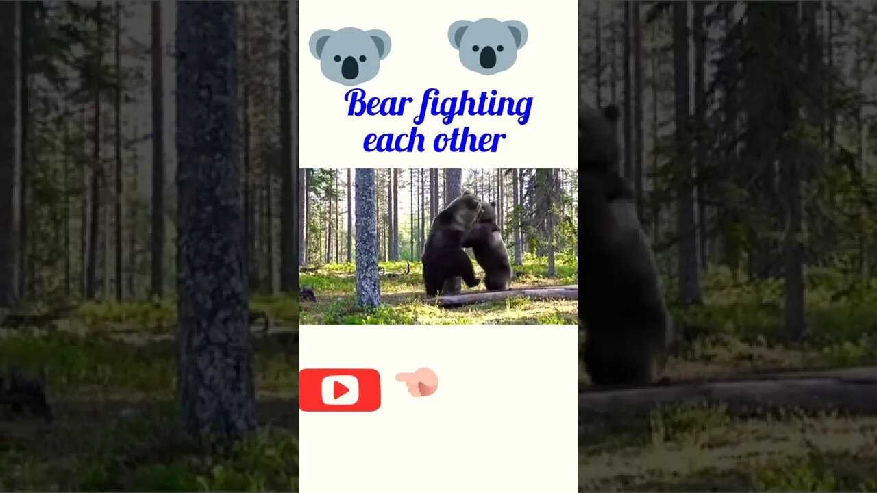 Bear fighting each other ||