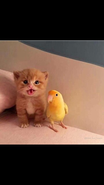 Look at this cuute baby cat 🐈🐈