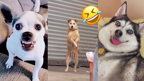 Laugh Out Loud with These Hilarious Dogs 🤣🐾 Funny Dog Compilation