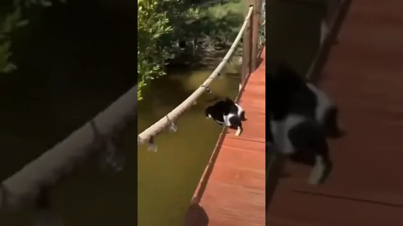 funny animals
