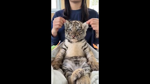 Tigers baby⚡😅