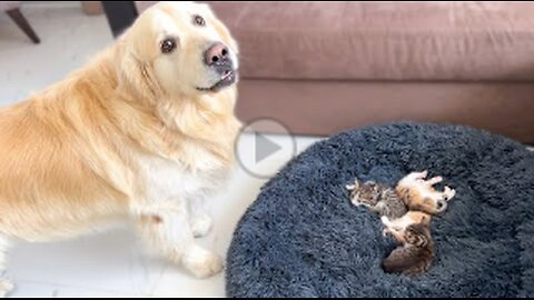 Golden Retriever Reacts to Tiny Kittens in his Bed