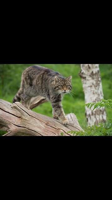 Beautiful Cats😹 & Dogs🐶 Videos of 2023 Compilation!