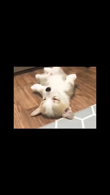 Wow so cute puppy ❤️😍 #shorts #shortsfeed #clips #shortvideo