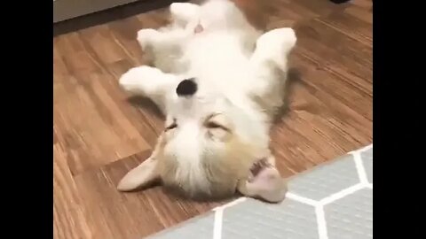 Wow so cute puppy ❤️😍 #shorts #shortsfeed #clips #shortvideo