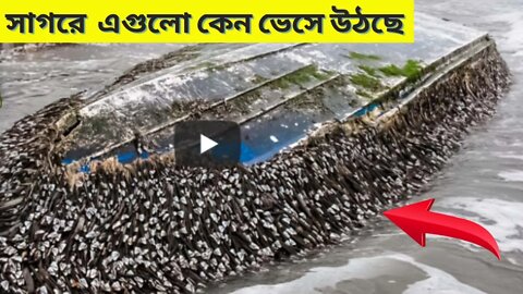 হঠাৎ করে সাগরে এগুলো কেন ভেসে উঠছে