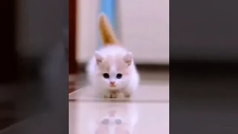 cute cat videos 😹 funny videos 😂 929 😻#shorts #shortsfunny #cutecat #catvideos #cats #catscare #cat