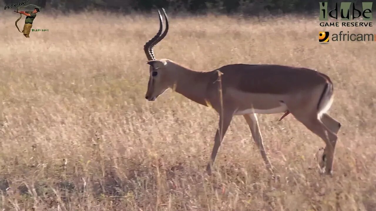 WILDlife: Unromantic Impala Roars After Pairing