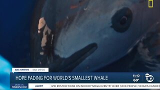 The Vaquita whale: Hope may be lost for most endangered marine mammal