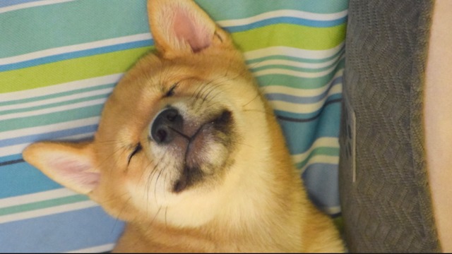 Shiba Inu Puppy Taking A Nap! Cuteness overload!