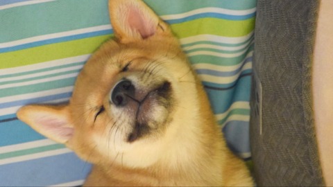 Shiba Inu Puppy Taking A Nap! Cuteness overload!