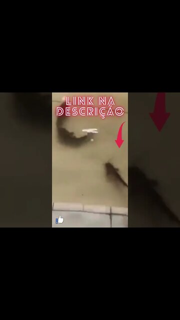 Peixes Entram dentro de casa!#shorts