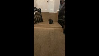 Puppy climbs his first stairs and makes it to the kitchen!