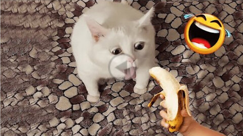 best funniest animal videos 2023 😂 funny cats and dogs 😹🐶