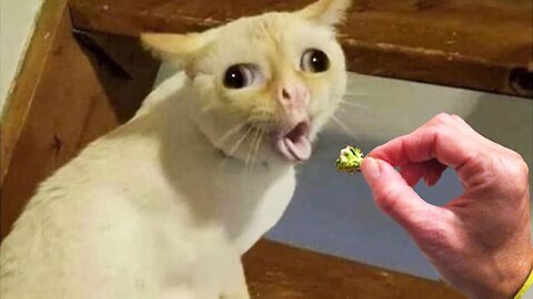 Dogs And Cats Reaction To Food - Funny Animal Reaction | Dox