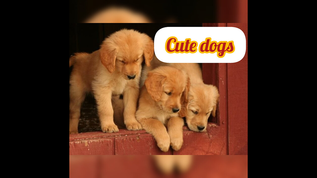 With funny dog and cat beautiful Dog and cat