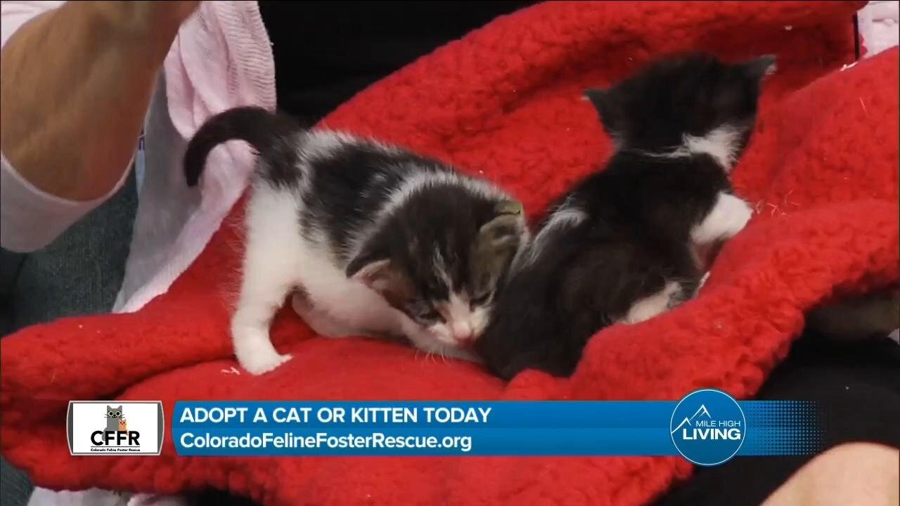 Adopt Today // Colorado Feline Foster Rescue