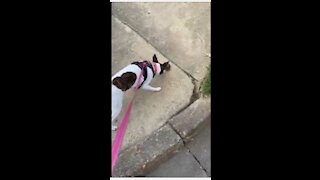 Princess follows a Turtle