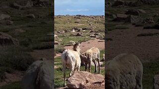 Big Horn Sheep Fighting On Pike's Peak #shorts