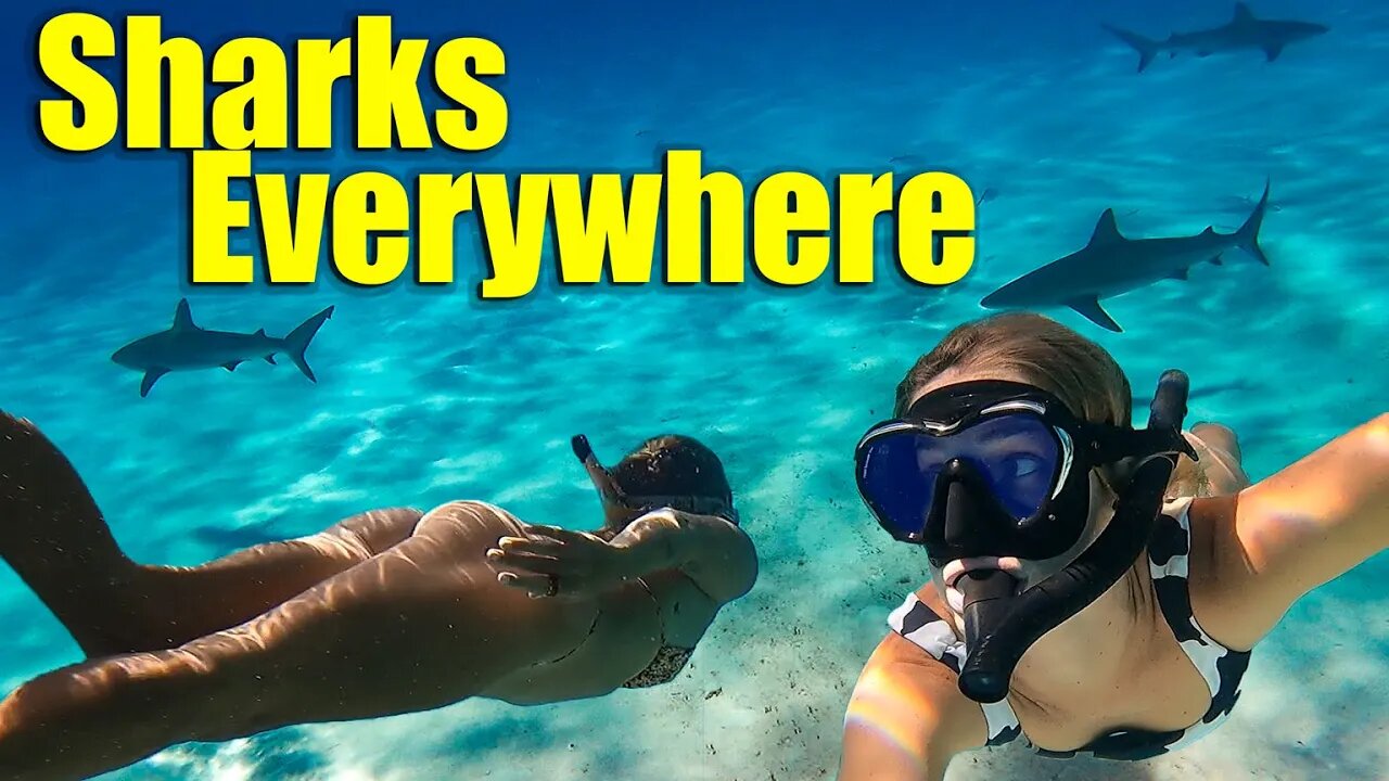 Swimming with so many sharks!